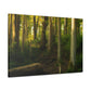 Fiona's Foliage Fables - Canvas